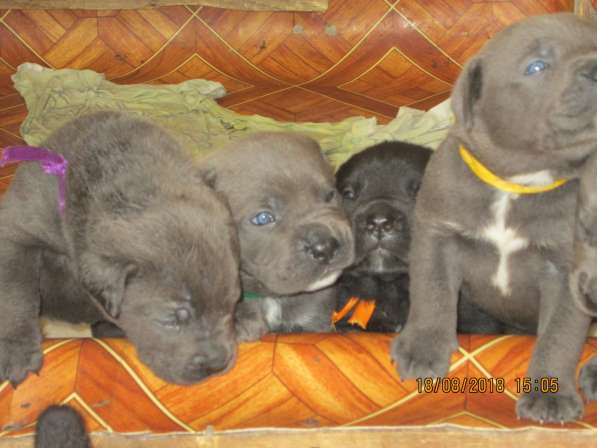 Малыши Корсики 3 мес в Москве фото 13