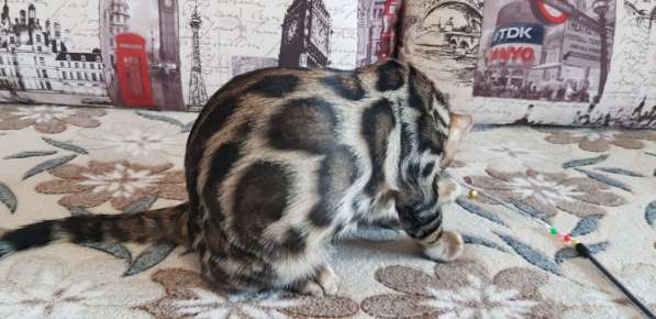 Продается бенгальский котик в Кирове