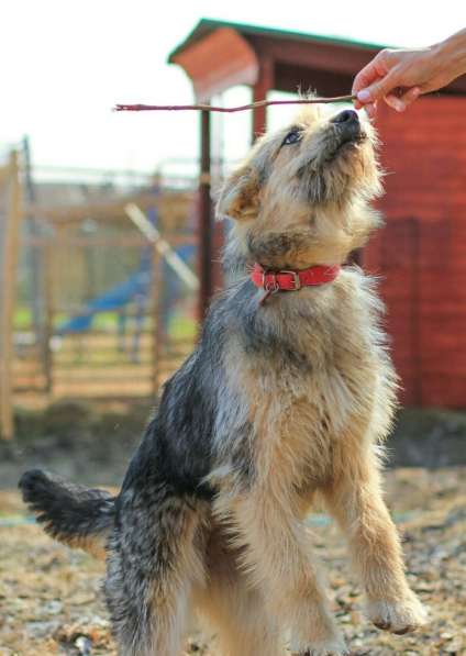 Хитроумный терьер и просто большой пушистый друг в Санкт-Петербурге фото 13