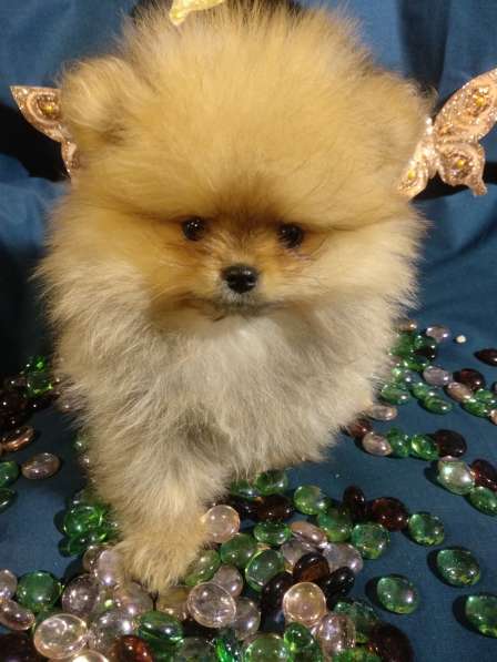 Щенки Померанский шпиц в фото 24