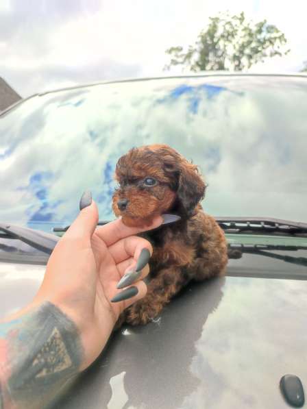 Mängupuudli kutsikas Liana (Щенок Той-Пуделя Лиана) в фото 9