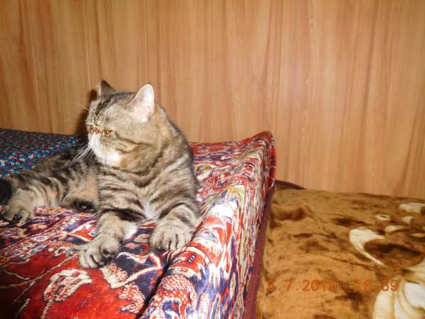 Котята экзоты персидские короткошерстные в Котельниках фото 5