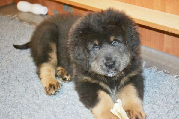 Тибетский мастиф - лучший страж на территории в Москве фото 62