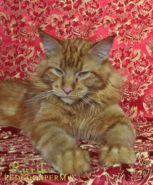 Кот мейн кун - Рюрик - уникального красного окраса в Тюмени фото 6
