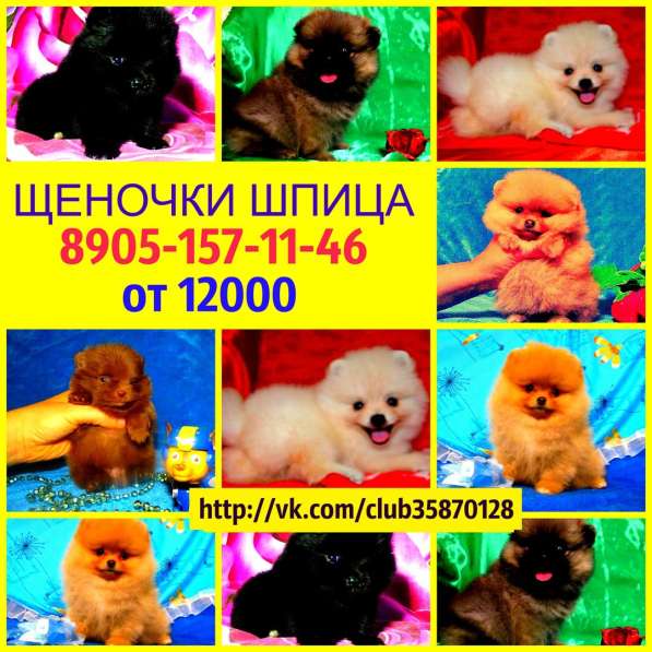 Щенки шпица
