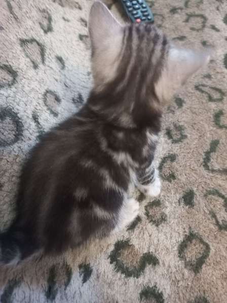 Шотландский котята в Волгограде фото 6