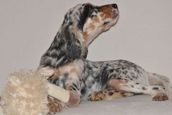 Английский сеттер щенки из элитного питомника в Москве фото 139