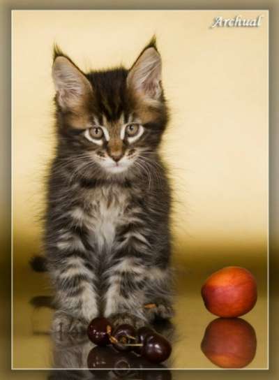 Чистокровные котята Мейн кун в Перми фото 8