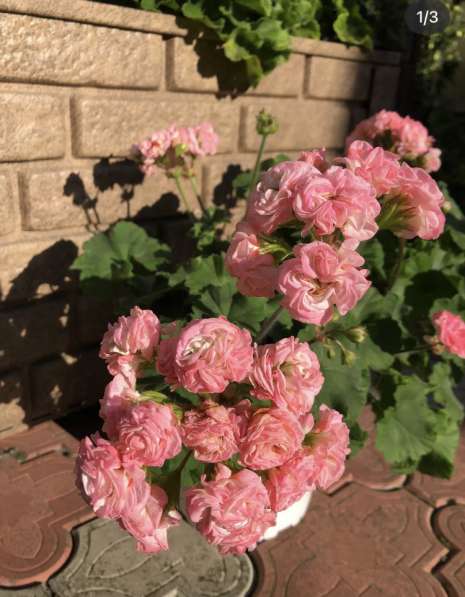 Сортовая пеларгония в Брянске