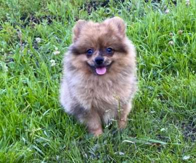 Щпиц в Санкт-Петербурге фото 7