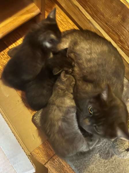 Отдам котят в добрые руки