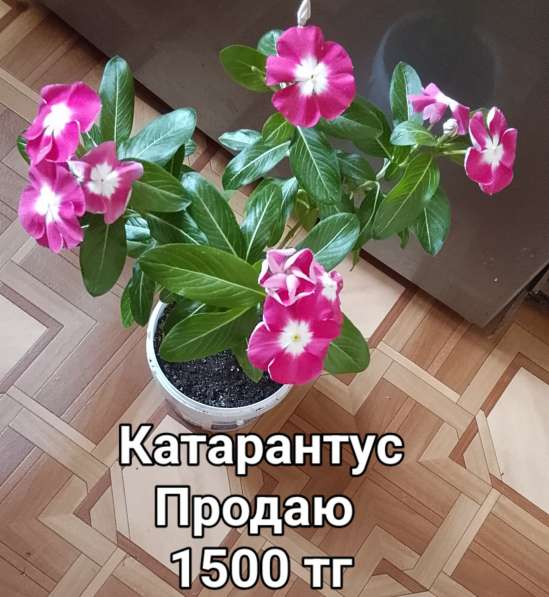 Катарантусы разных расцветок продаю в фото 38