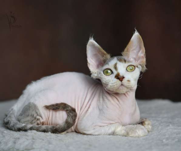 Девон-рекс мальчик арлекин