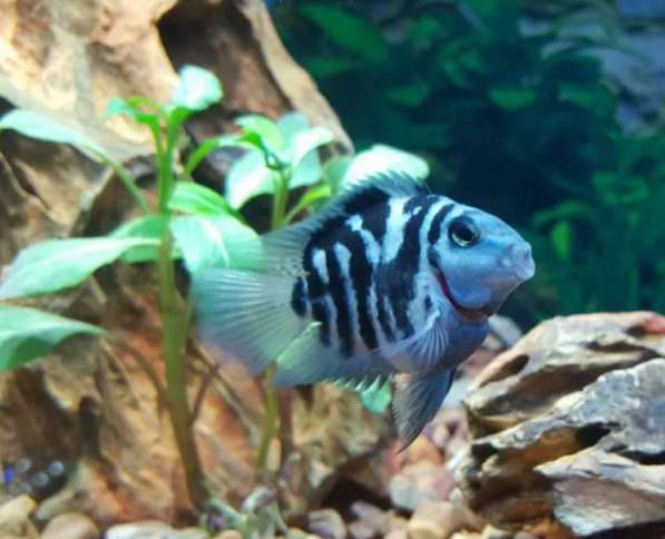 Рыбки аквариумные