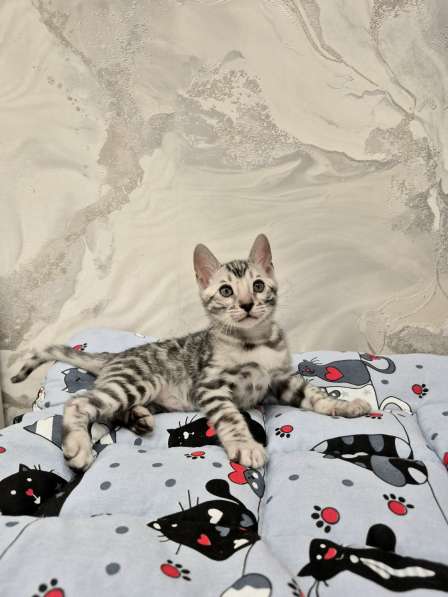 Бенгальские котята из питомника