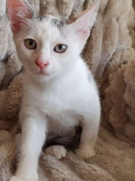 Ищет дом нежный котёнок, 2 мес в фото 3