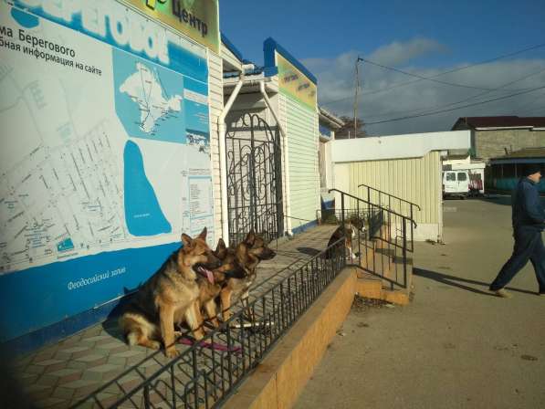 Клуб Скиф индивидуальная дрессировка собак в Феодосии фото 4