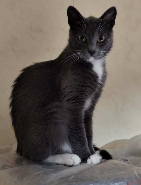 Ласковая Эльфи в