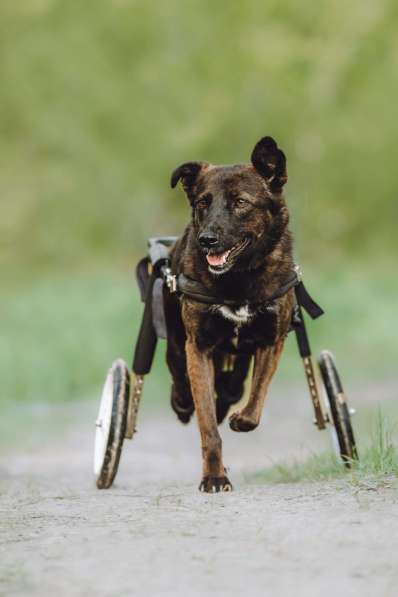 Маленькая собачка-спинальник Кения в самые добрые руки в Москве фото 5