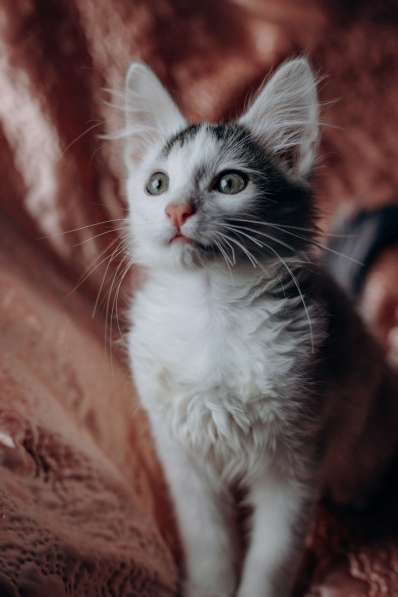 Котята Симба и Пуфик ищут дом! в Москве фото 7