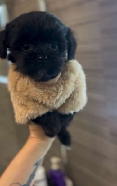 Щенки мальтипу мини в Краснодаре фото 4