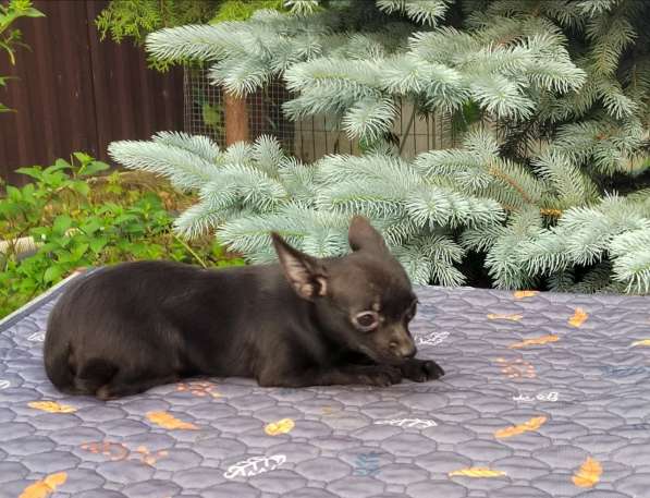 Красивые щенки Чихуахуа мальчики и девочки в Москве фото 5