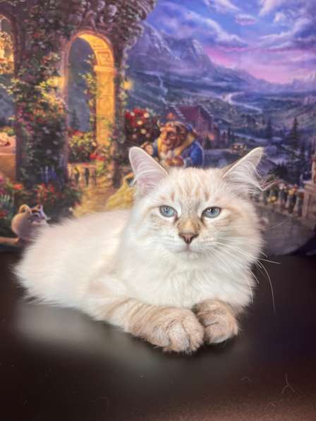 Красавчик Амин Амр Хамса