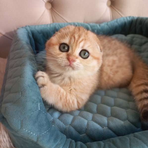 Вислоухие котята в Краснодаре