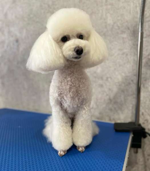 Щенки мальтипу мини в Краснодаре