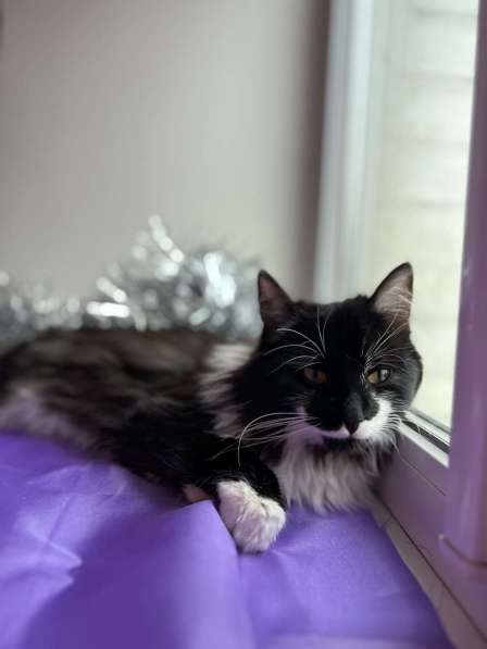 Скромный котик Гарри ищет семью! в Москве фото 7