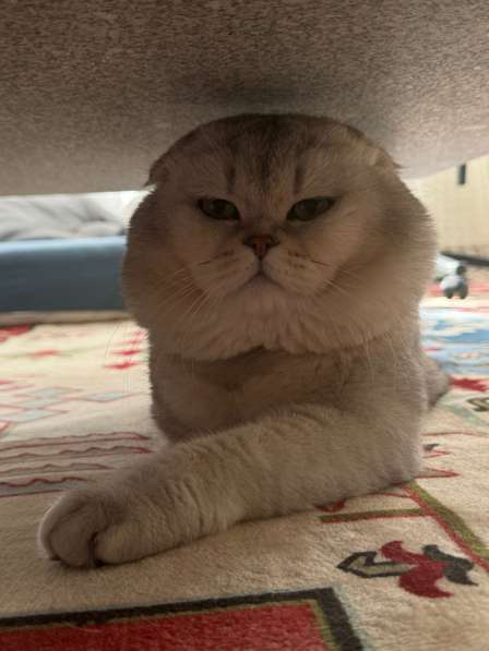 Кот хорошей породы в фото 4