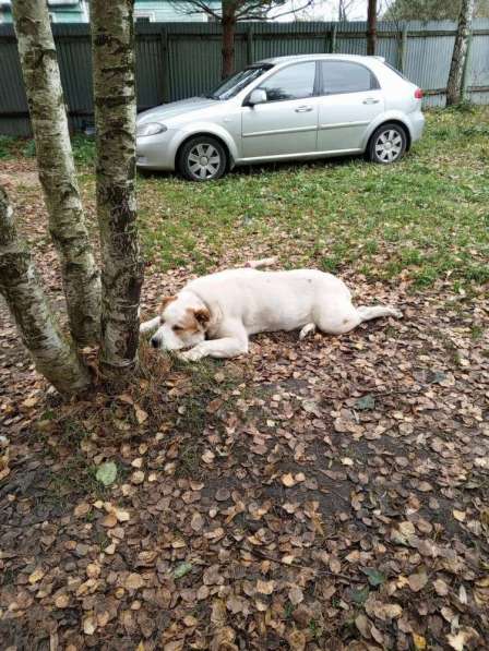 Алабай Рэм ищет дом! в Москве фото 3