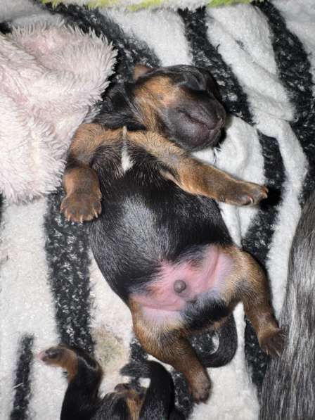 Продаю щенков йоркширский терьер в Волгограде фото 6