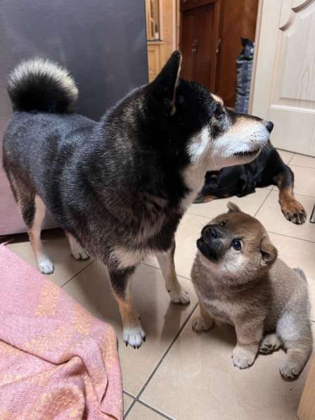 Сиба ину щенок в Москве