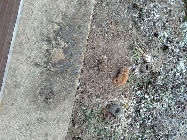 Отдам в добрые руки пятимесячных котят в Москве фото 3