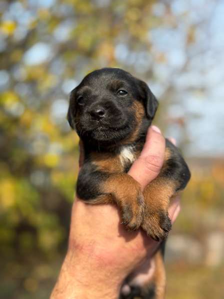 Щенки ягдтерьера