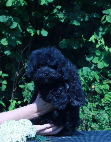 Мальтипу Ф1 щенки девочки в Москве фото 7