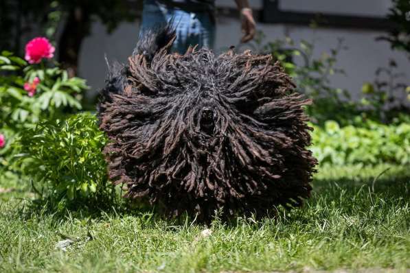 Венгерская овчарка пули в Ростове-на-Дону фото 4