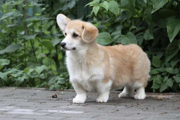 Вельш корги пемброк в Москве фото 5