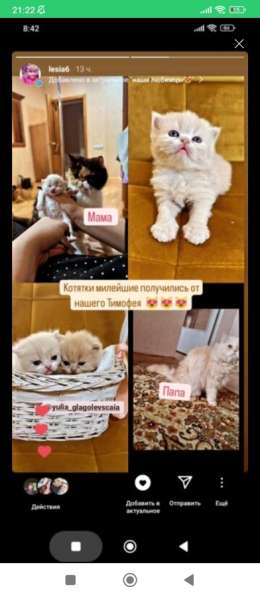 Вязка кот перс в