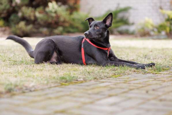 Добрый весёлый пёс Стич срочно ищет дом в фото 5