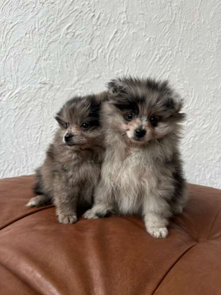 Шпиц Мерле в Москве фото 6