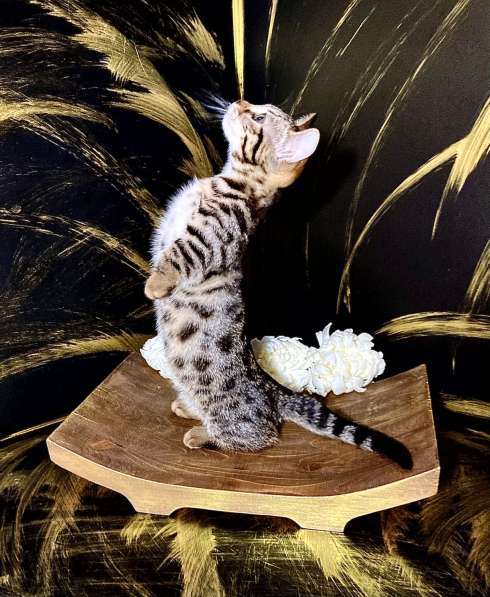 Девочка манчкин шоу класса в Нижнем Новгороде фото 4