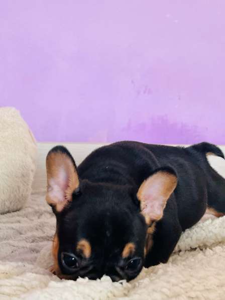 Французский бульдог в Уссурийске