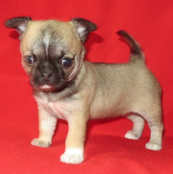 Чихуахуа супер шоу девочка