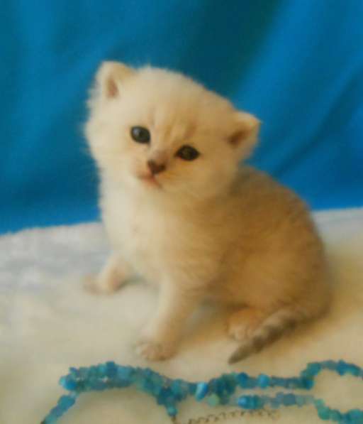 Продаётся британский котенок серебристой шиншиллы в Москве фото 5