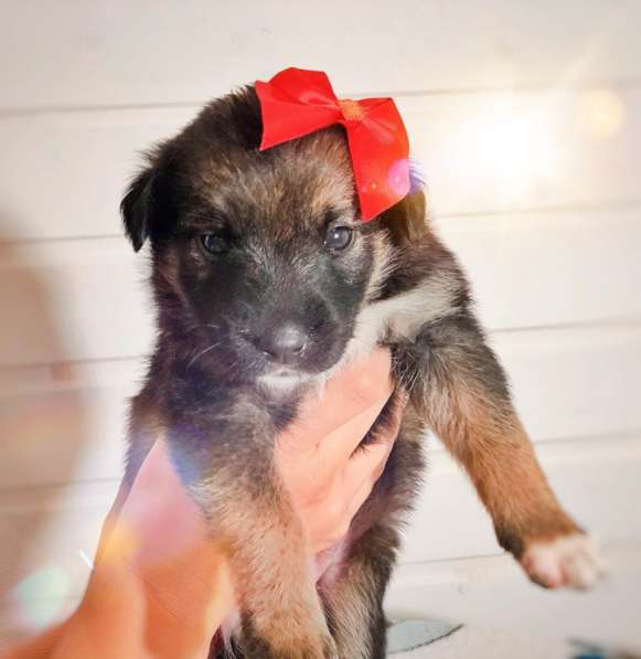 Щенки в дар в Краснодаре фото 26