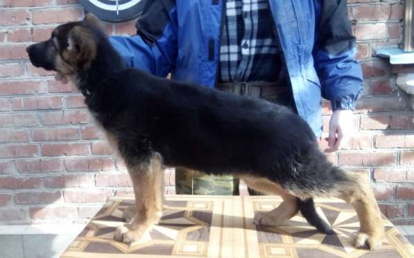 Щенок немецкой овчарки в Краснодаре фото 19