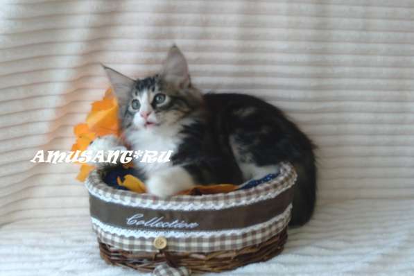 Чистокровные Норвежская Лесная Санкт-Петербург в Санкт-Петербурге фото 4