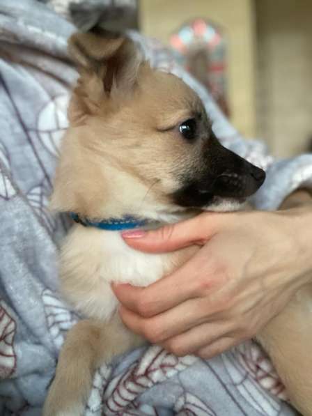 Трогательный щенок от маленькой собачки в Санкт-Петербурге фото 11
